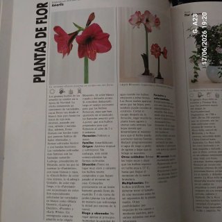 El gran libro de las plantas de interior consej...