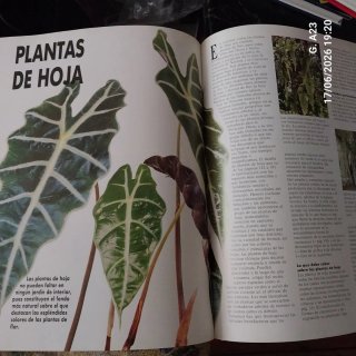 El gran libro de las plantas de interior consej...