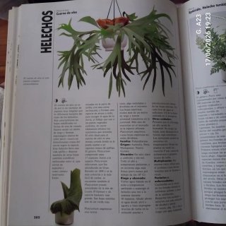 El gran libro de las plantas de interior consej...
