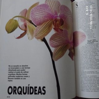 El gran libro de las plantas de interior consej...