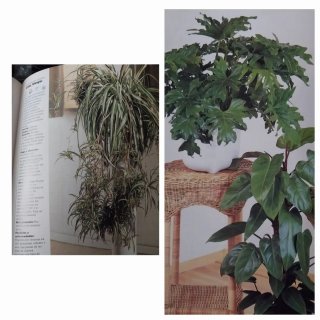El gran libro de las plantas de interior consej...