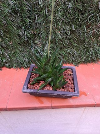 Suculenta con hijuelos