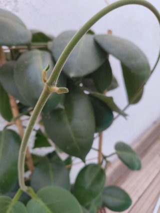 Hoya Calicina Stargazer en crecimiento
