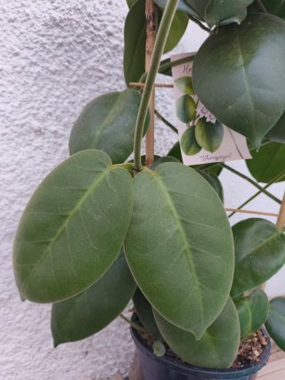 Hoya Calicina Stargazer en crecimiento