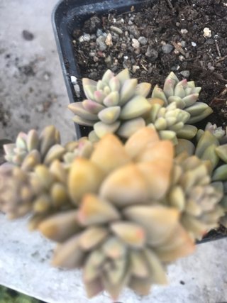 Sedeveria Pink Granite Suculenta