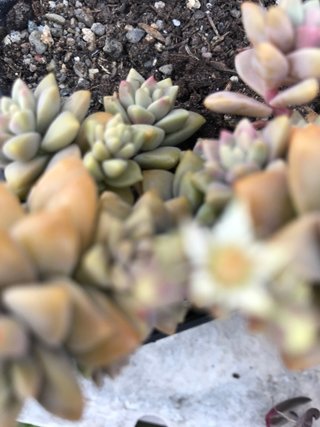 Sedeveria Pink Granite Suculenta