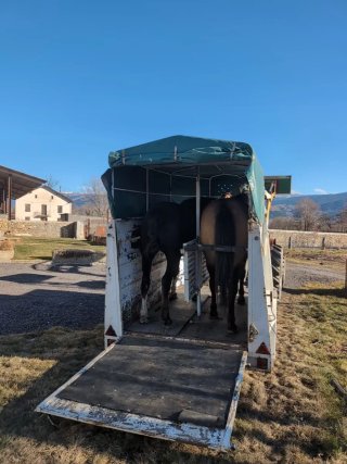 Remolque caballos/Van