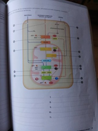 Anatomía aplicada. Cuaderno de actividades (Aul...