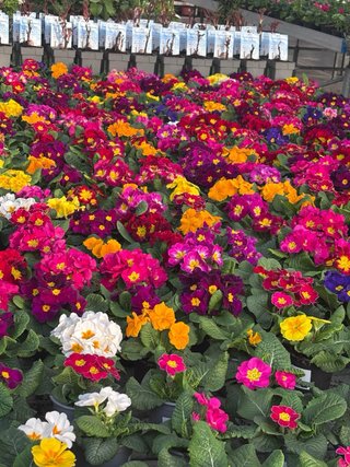 Se ofrece servicios de jardineria integral