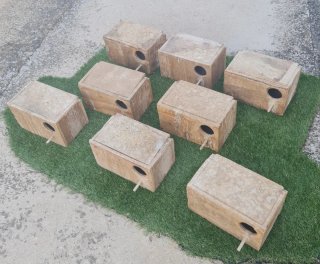 Nidos para agapornis