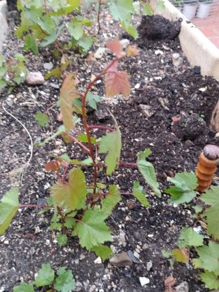 Plantas de parra
