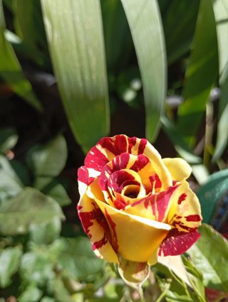 Rosal Abracadabra en Maceta 35/40 cm,