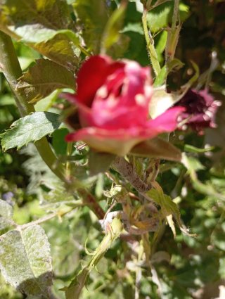 Rosal Abracadabra en Maceta 35/40 cm,