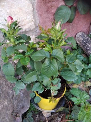 Rosal Abracadabra en Maceta 35/40 cm,
