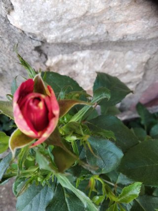 Rosal Abracadabra en Maceta 35/40 cm,