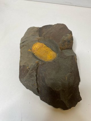 : Lote Colección Fósiles Trilobites Genuinos
