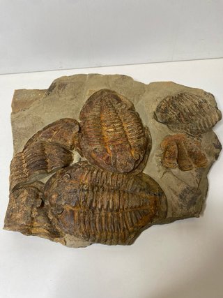 : Lote Colección Fósiles Trilobites Genuinos