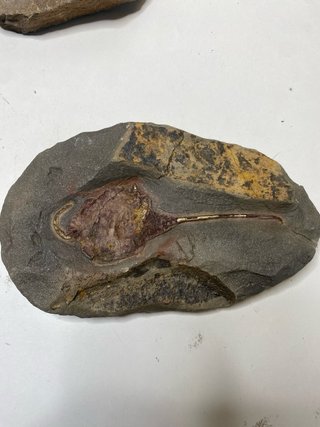 : Lote Colección Fósiles Trilobites Genuinos