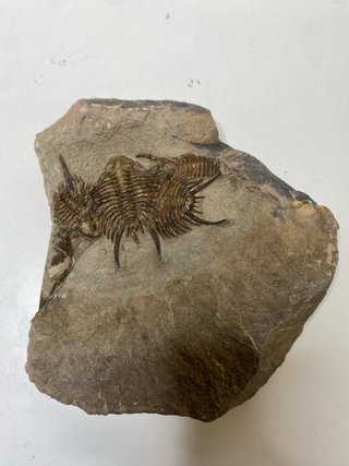 : Lote Colección Fósiles Trilobites Genuinos