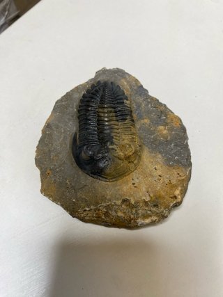 : Lote Colección Fósiles Trilobites Genuinos