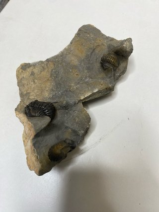 : Lote Colección Fósiles Trilobites Genuinos