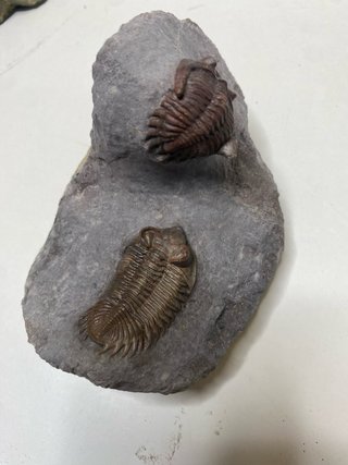 : Lote Colección Fósiles Trilobites Genuinos