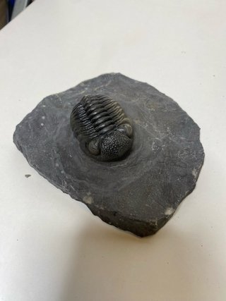 : Lote Colección Fósiles Trilobites Genuinos