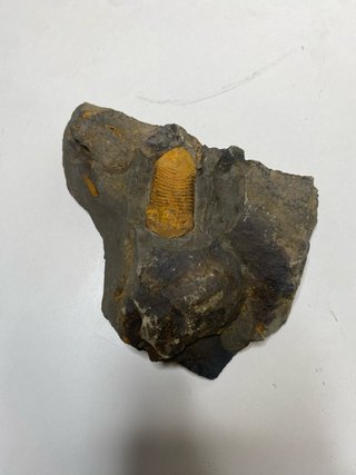 : Lote Colección Fósiles Trilobites Genuinos