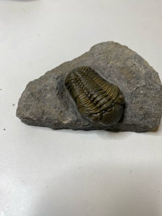 : Lote Colección Fósiles Trilobites Genuinos