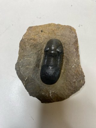 : Lote Colección Fósiles Trilobites Genuinos