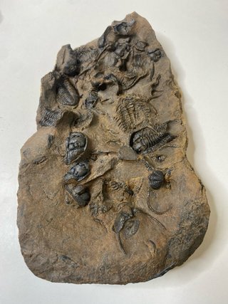 : Lote Colección Fósiles Trilobites Genuinos