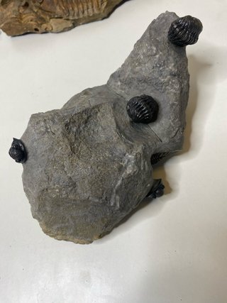 : Lote Colección Fósiles Trilobites Genuinos