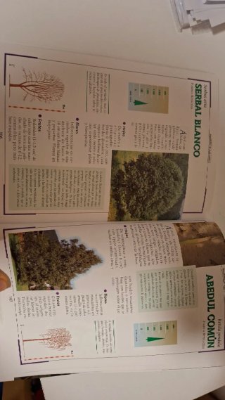 ¿Qué árbol es?