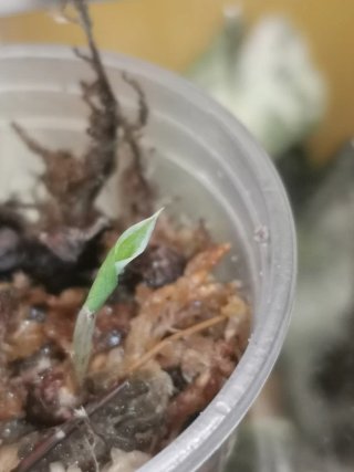 Alocasia Regal Shield Albo