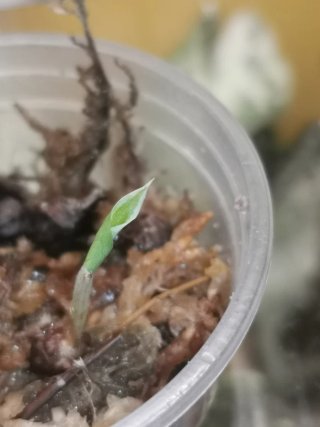 Alocasia Regal Shield Albo
