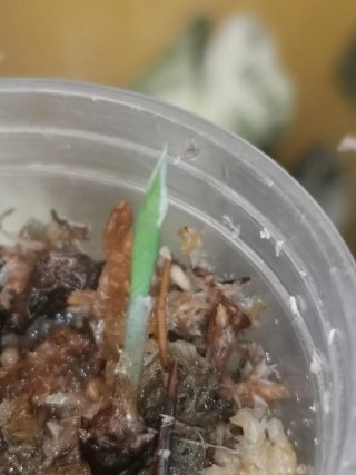 Alocasia Regal Shield Albo