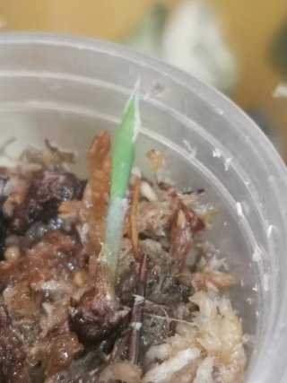 Alocasia Regal Shield Albo