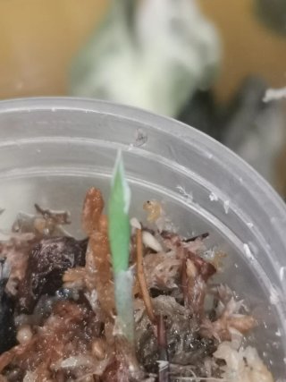 Alocasia Regal Shield Albo