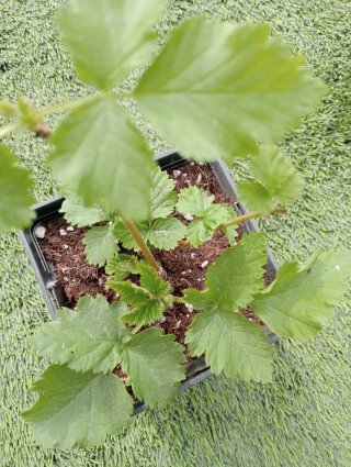 Tierra de Diatomeas y Planta Frambuesas