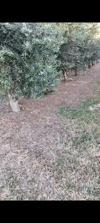 Se regala "Gratis"leña de Olivo,hay que cortarla