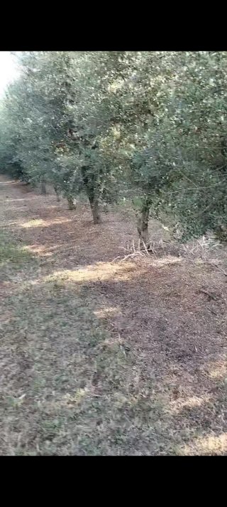 Se regala "Gratis"leña de Olivo,hay que cortarla