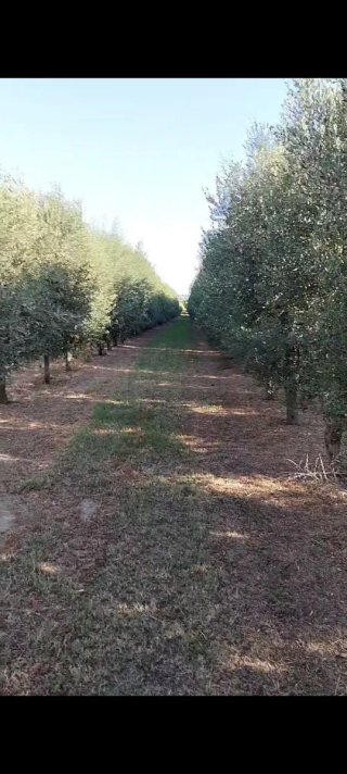 Se regala "Gratis"leña de Olivo,hay que cortarla