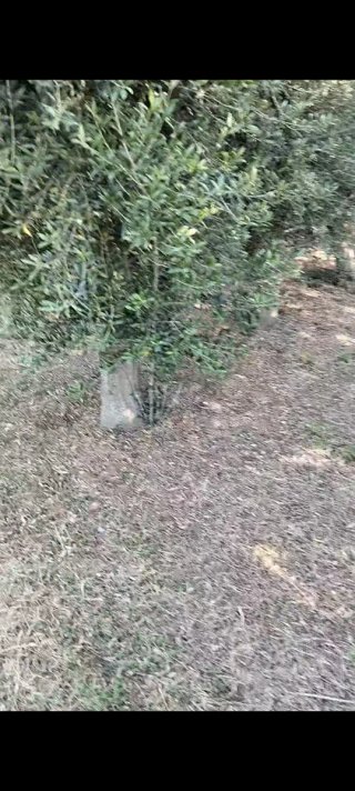 Se regala "Gratis"leña de Olivo,hay que cortarla