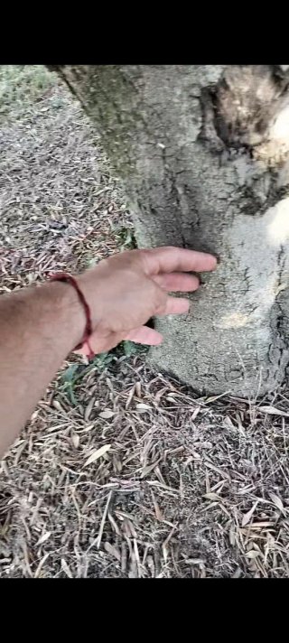 Se regala "Gratis"leña de Olivo,hay que cortarla