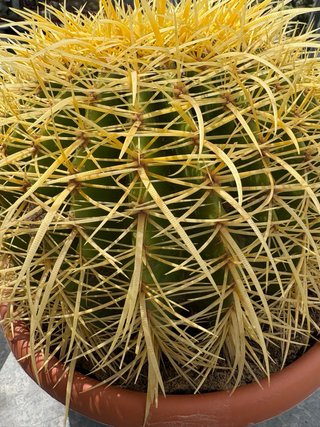 Cactus Echinocactus Grusonii