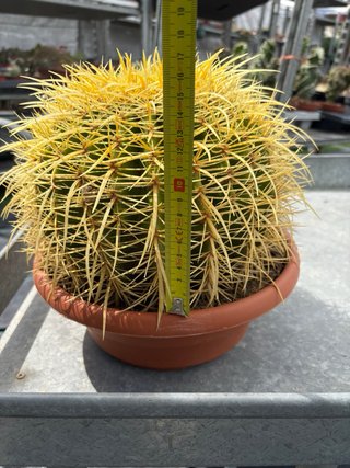 Cactus Echinocactus Grusonii