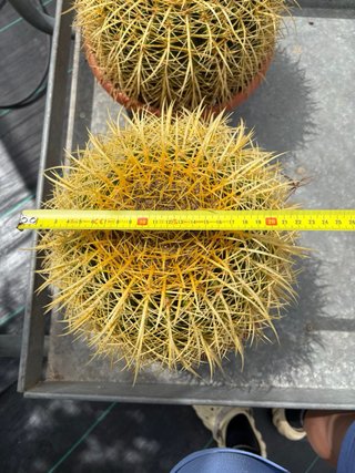Cactus Echinocactus Grusonii