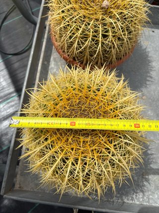 Cactus Echinocactus Grusonii