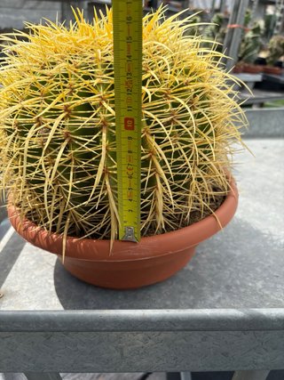 Cactus Echinocactus Grusonii
