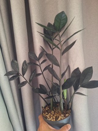 Zamioculcas Raven Planta